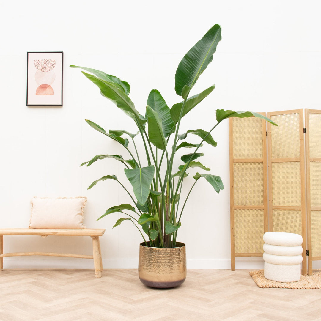 Strelitzia Nicolai de luxe XXL - Ø40 - 250cm - Paradijsvogelplant