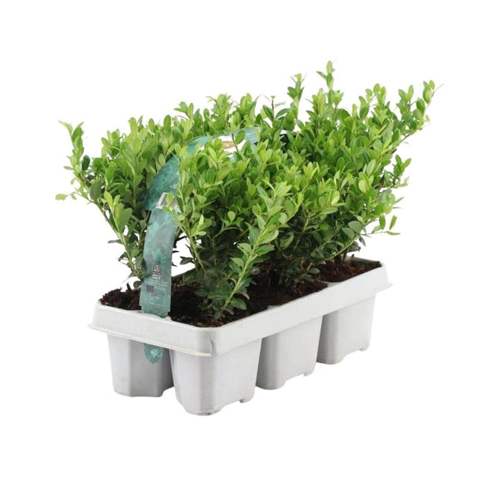 Combideal - pack Ilex Crenata 'Jenny' - 15cm