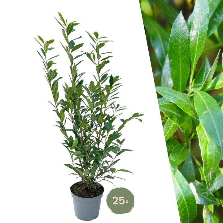 Laurel cerise Caucasica pour 10 mètres de haie - 130 cm