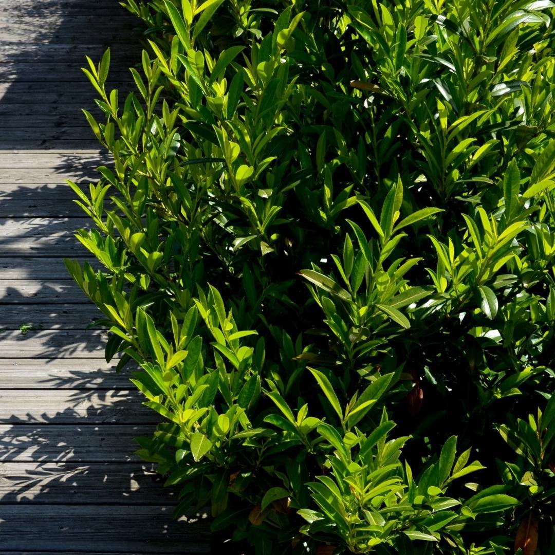 Laurel cerise Caucasica pour 10 mètres de haie - 130 cm