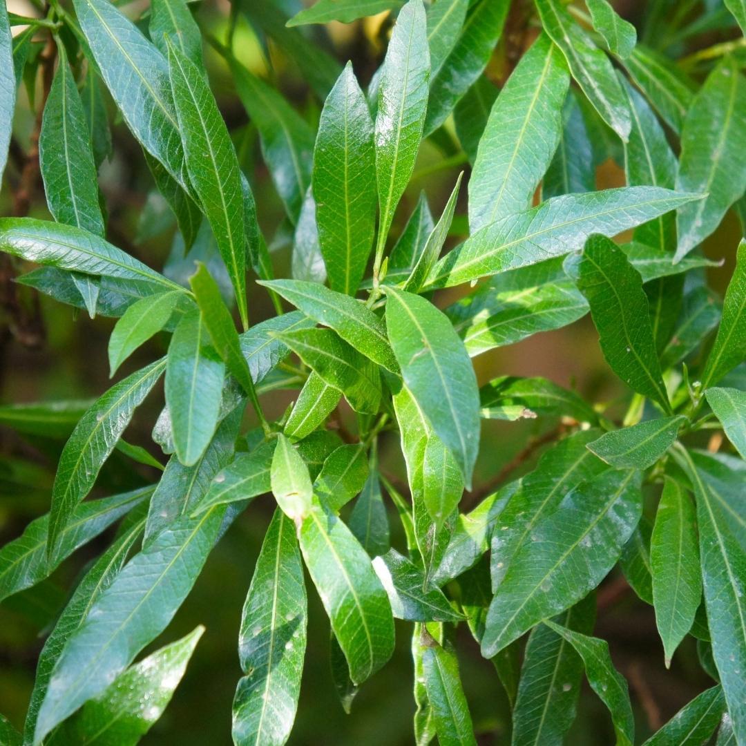 Laurel cerise Caucasica pour 10 mètres de haie - 130 cm