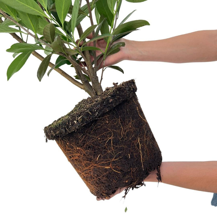 Laurel cerise Caucasica pour 10 mètres de haie - 130 cm