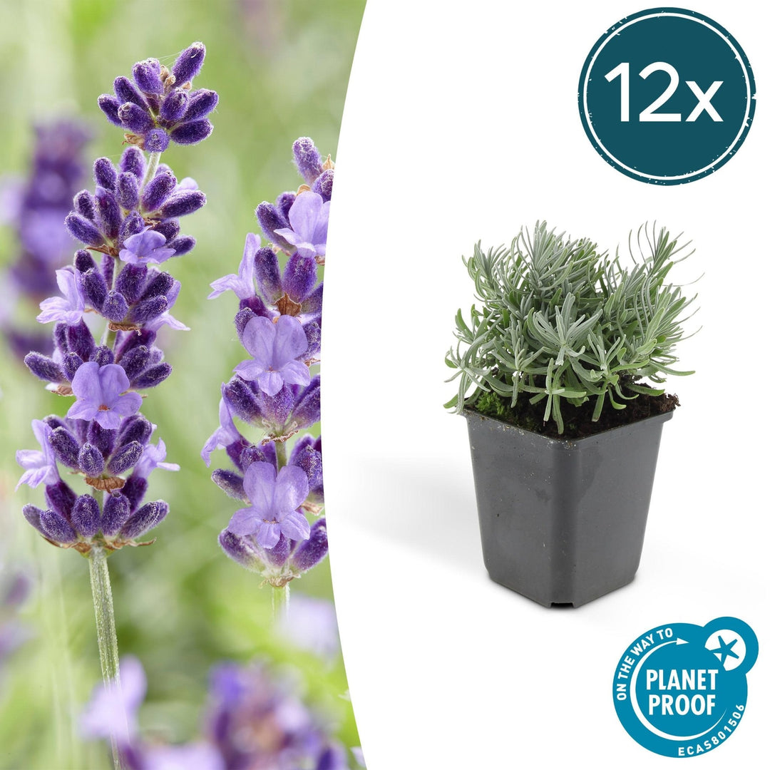 Lavandula 'Hidcote' - 20cm - Lavande - Acheter une plante d'intérieur