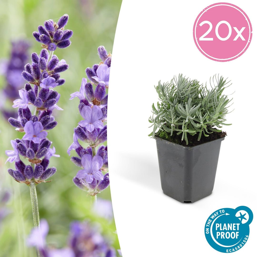 Lavandula 'Hidcote' - 20cm - Lavande - Acheter une plante d'intérieur