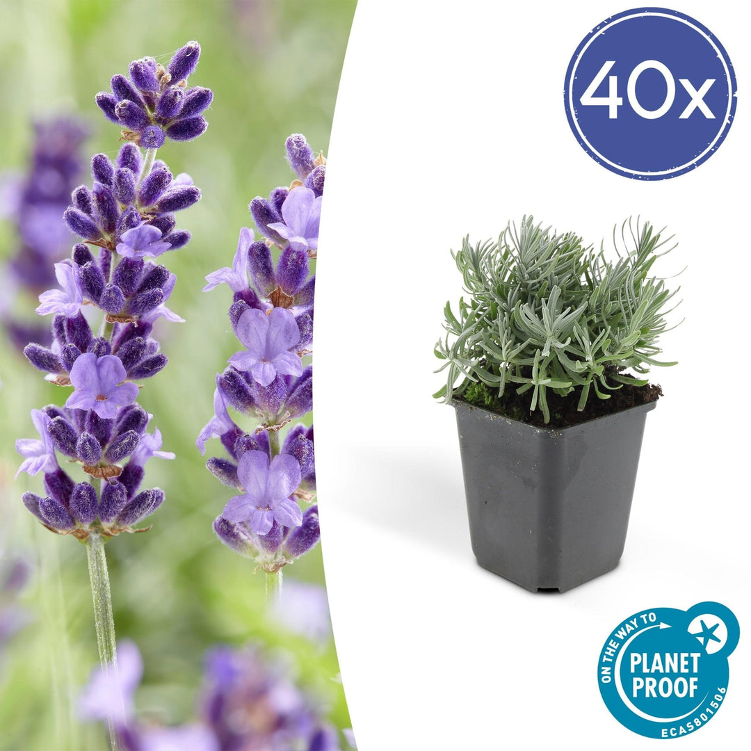 Lavandula 'Hidcote' - 20cm - Lavande - Acheter une plante d'intérieur