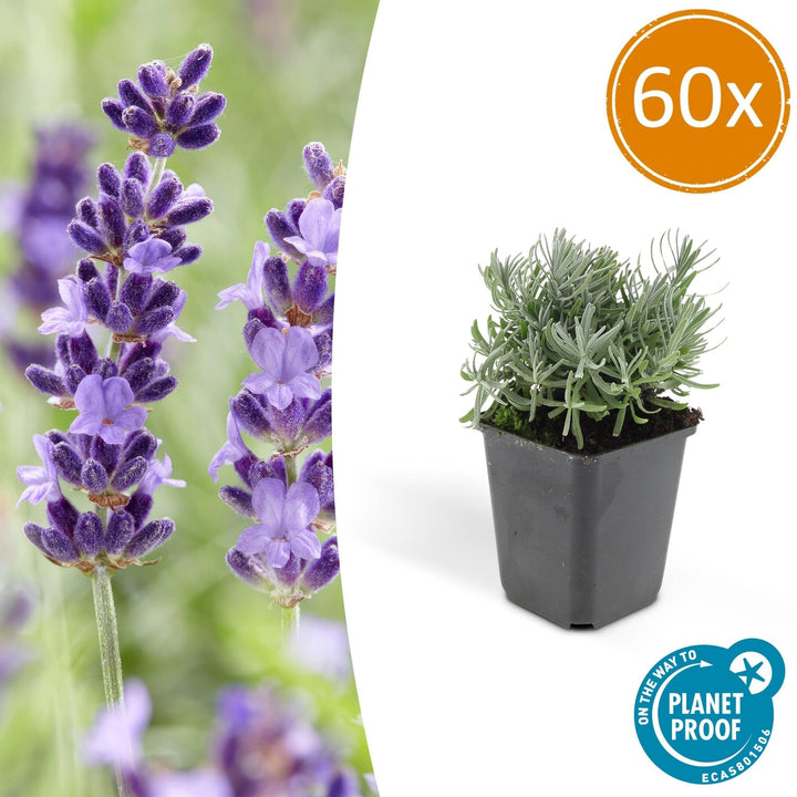 Lavandula 'Hidcote' - 20cm - Lavande - Acheter une plante d'intérieur
