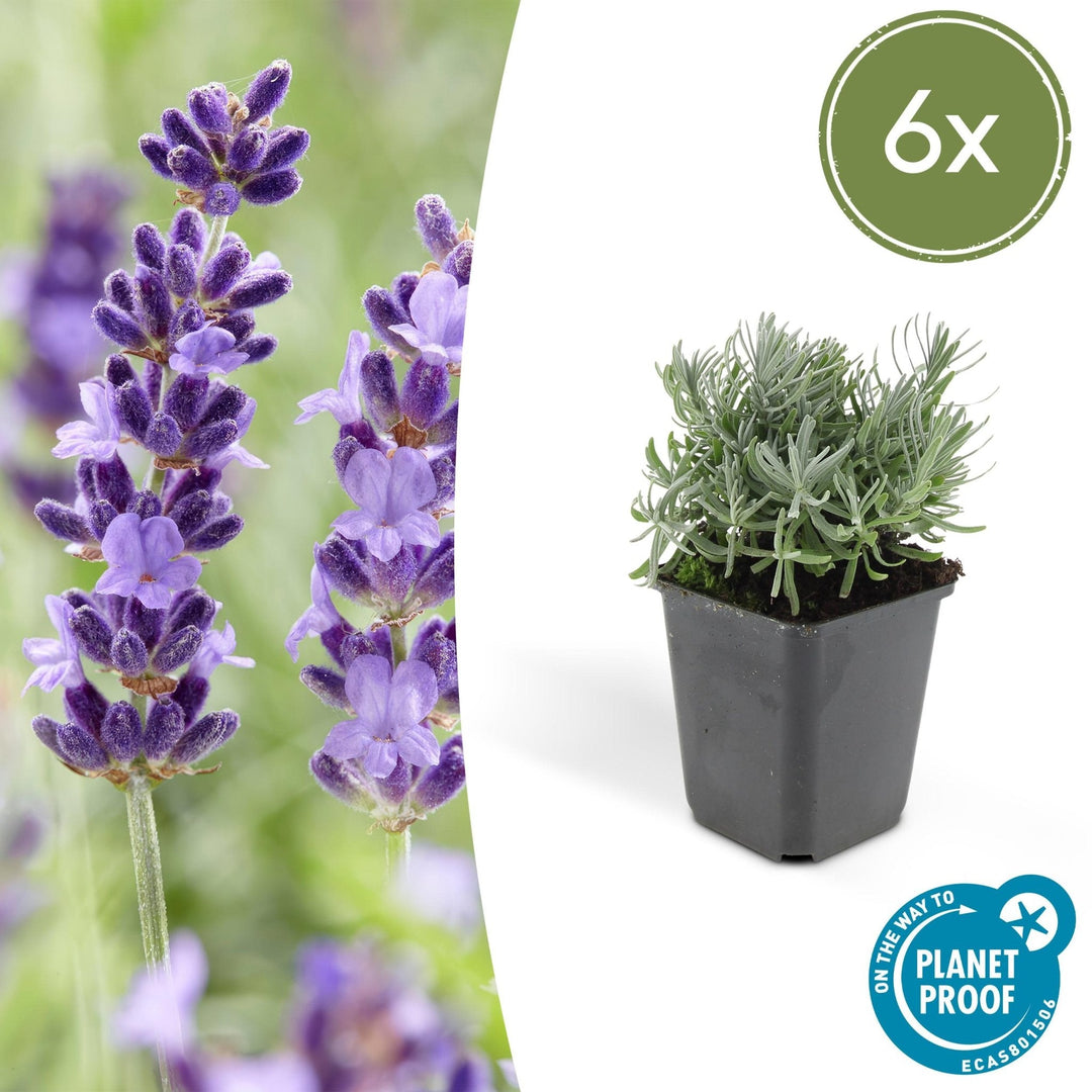 Lavandula 'Hidcote' - 20cm - Lavande - Acheter une plante d'intérieur