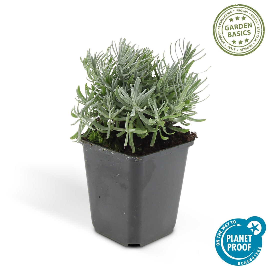 Lavandula 'Hidcote' - 20cm - Lavande - Acheter une plante d'intérieur