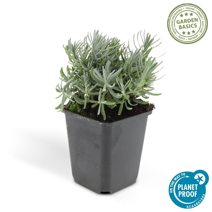 Lavandula 'Hidcote' - 20cm - Lavande - Acheter une plante d'intérieur