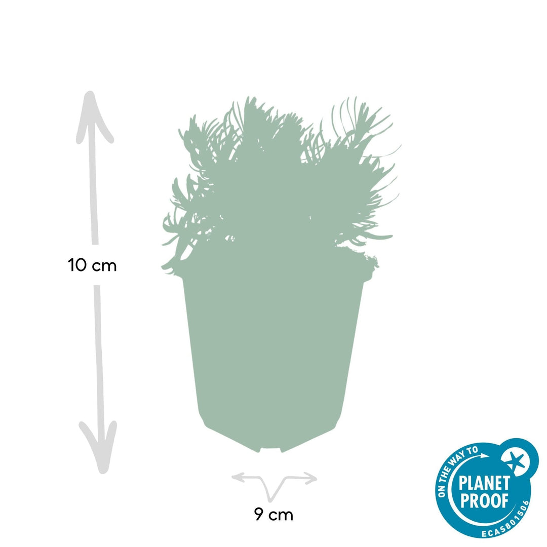Lavandula 'Hidcote' - 20cm - Lavande - Acheter une plante d'intérieur
