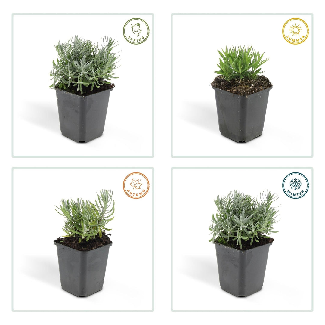 Lavandula 'Hidcote' - 20cm - Lavande - Acheter une plante d'intérieur