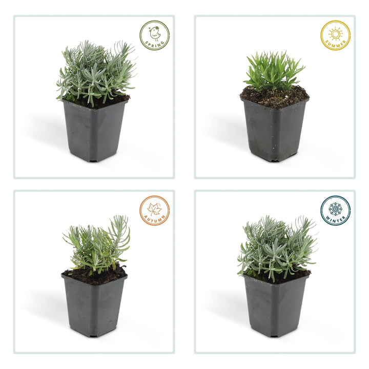 Lavandula 'Hidcote' - 20cm - Lavande - Acheter une plante d'intérieur
