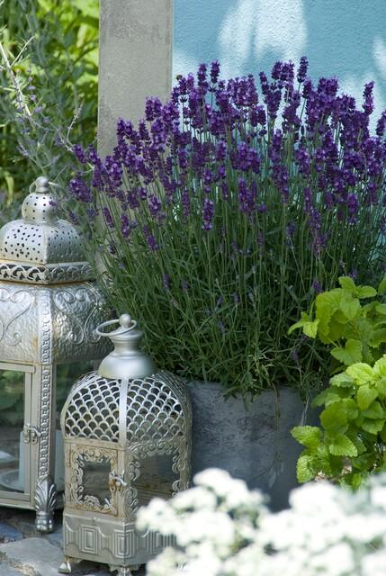 Lavandula 'Hidcote' - 20cm - Lavande - Acheter une plante d'intérieur