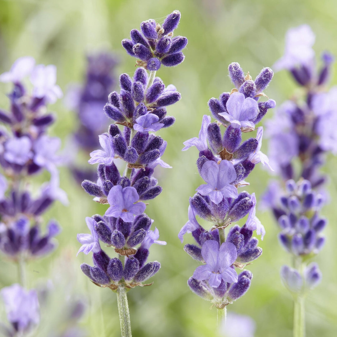 Lavandula 'Hidcote' - 20cm - Lavande - Acheter une plante d'intérieur