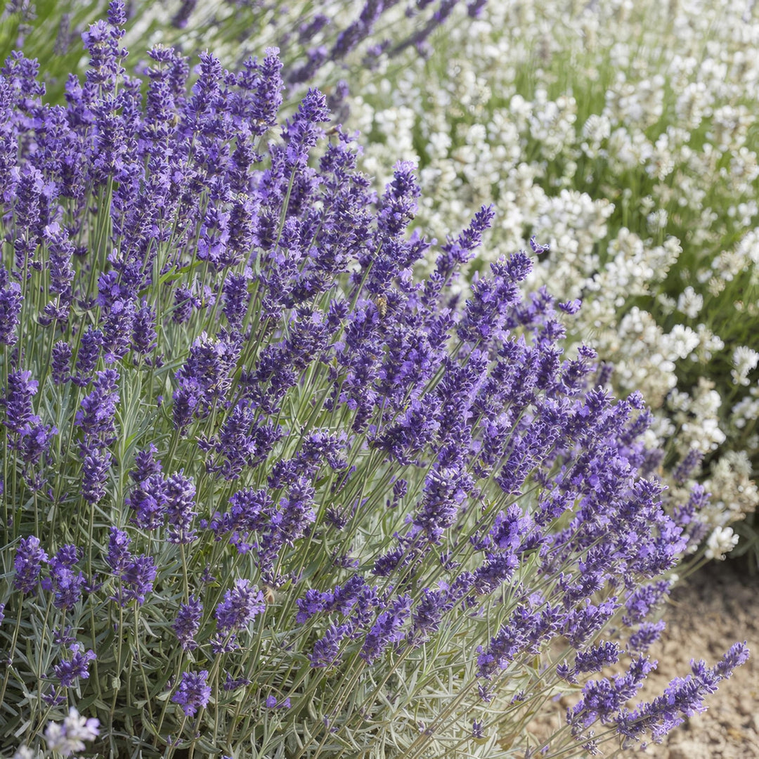 Lavandula 'Hidcote' - 20cm - Lavande - Acheter une plante d'intérieur