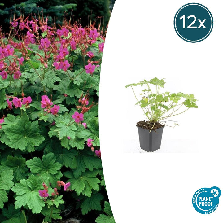 Geranium macrorrhizum 'Czakor' - 20cm - Kamerplant Kopen