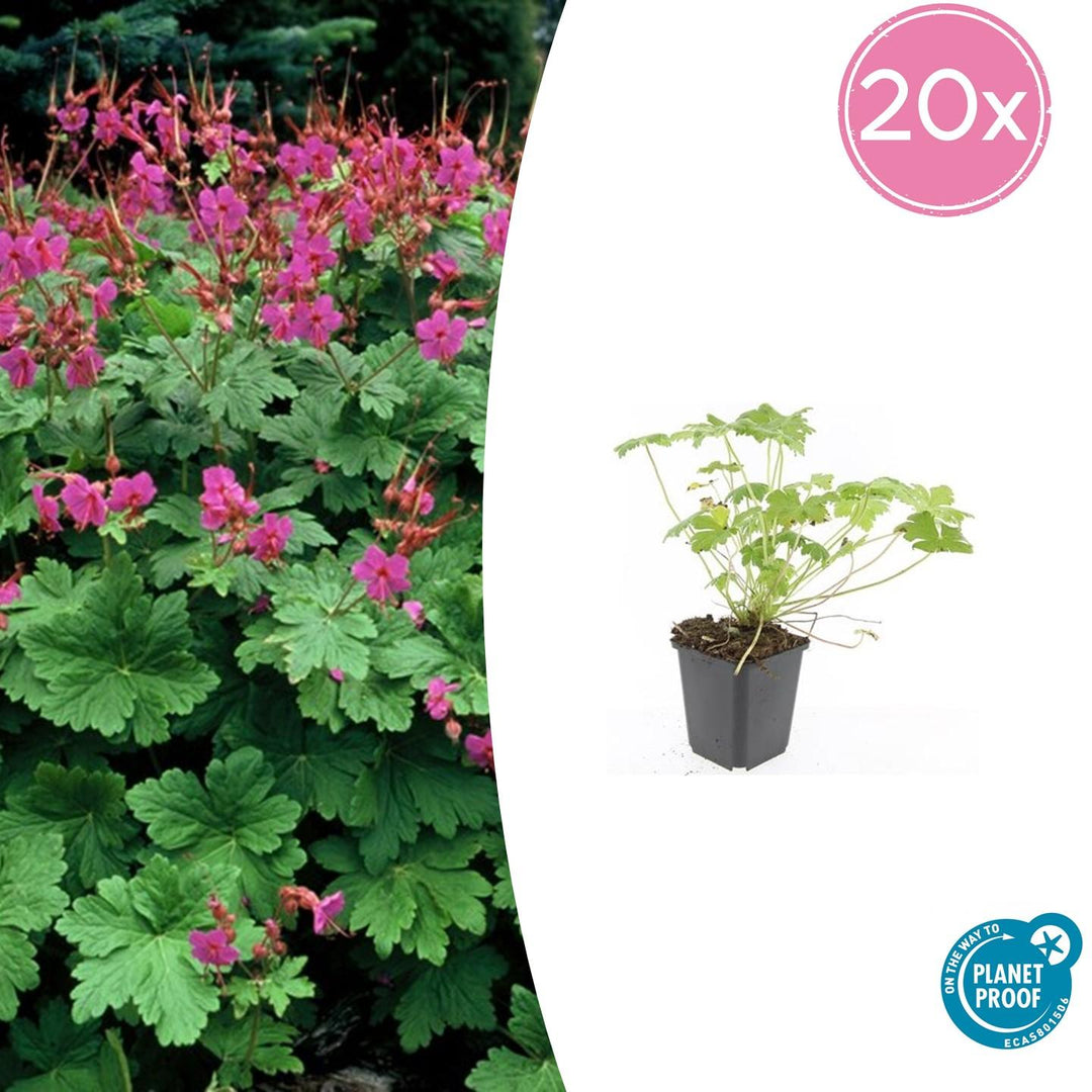 Geranium macrorrhizum 'Czakor' - 20cm - Kamerplant Kopen