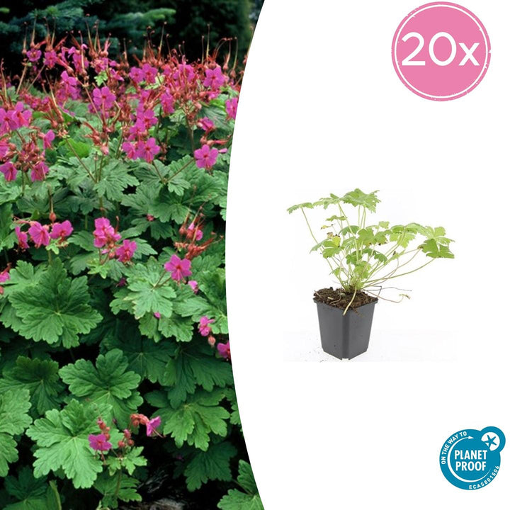 Geranium macrorrhizum 'Czakor' - 20cm - Kamerplant Kopen