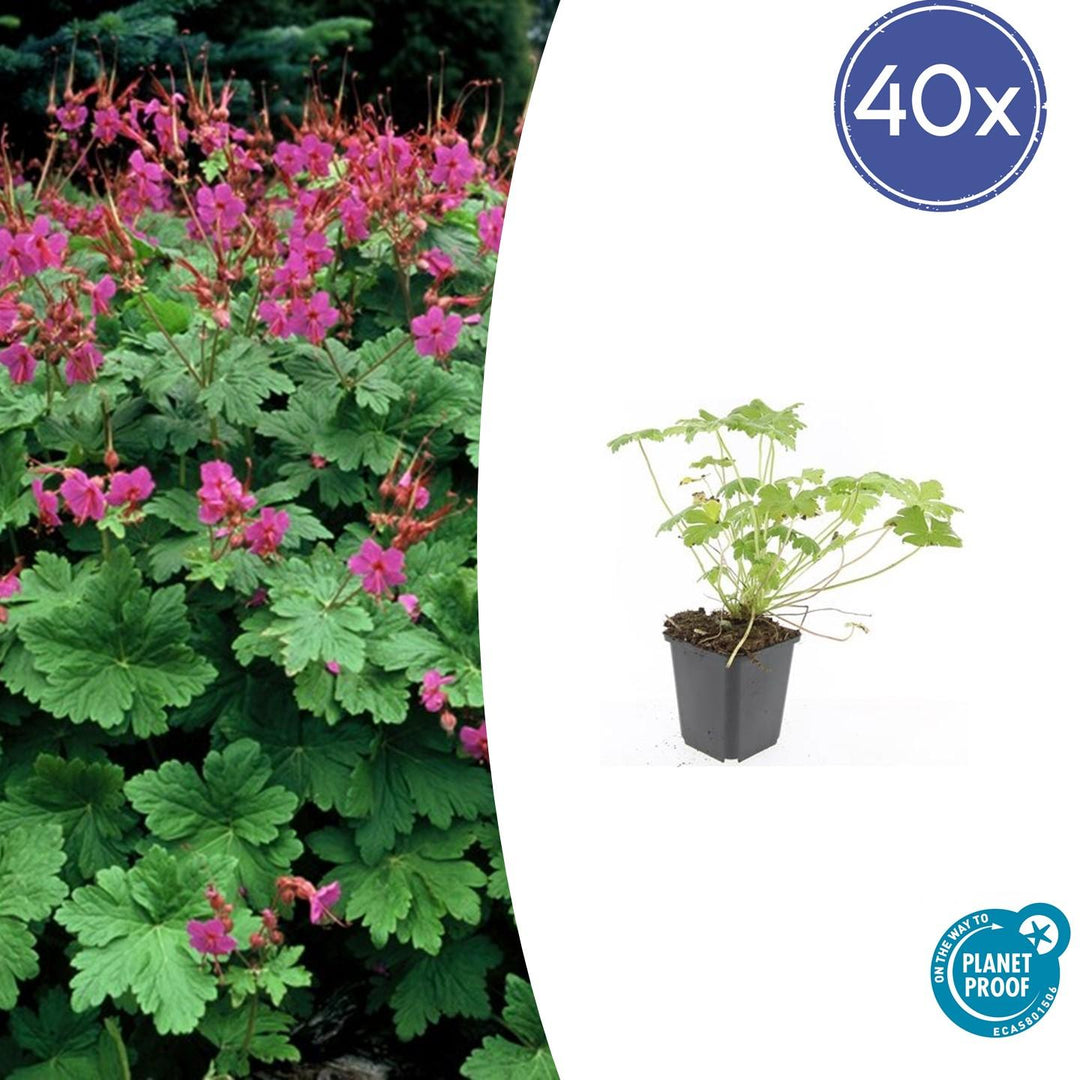 Geranium macrorrhizum 'Czakor' - 20cm - Kamerplant Kopen