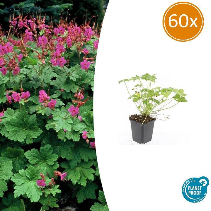 Geranium macrorrhizum 'Czakor' - 20cm - Kamerplant Kopen