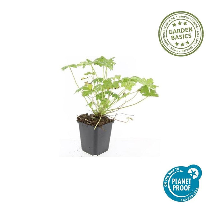 Geranium macrorrhizum 'Czakor' - 20cm - Kamerplant Kopen