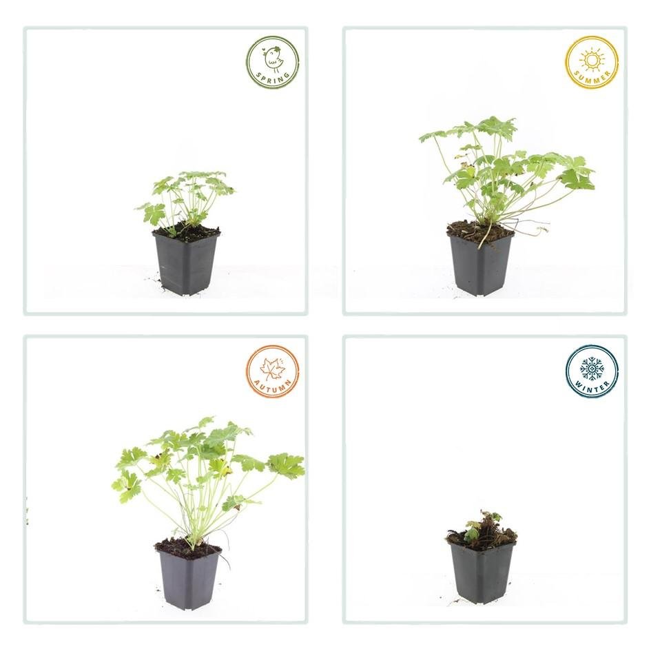 Geranium macrorrhizum 'Czakor' - 20cm - Kamerplant Kopen