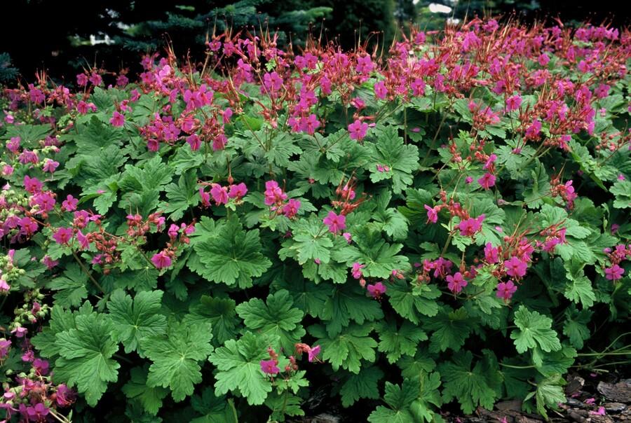 Geranium macrorrhizum 'Czakor' - 20cm - Kamerplant Kopen