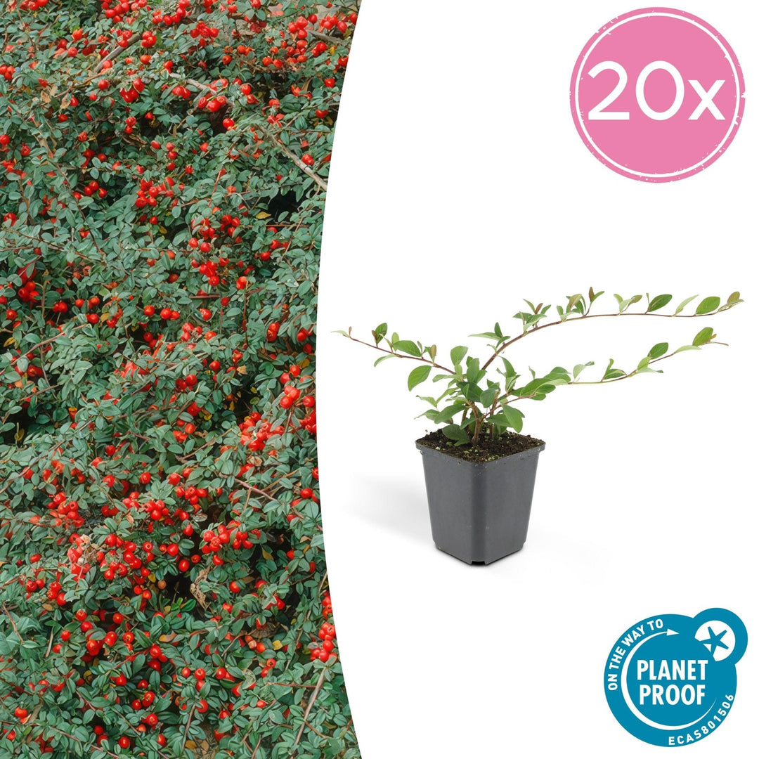 Cotoneaster Dammeri 'Major' - 25cm - Acheter une plante d'intérieur
