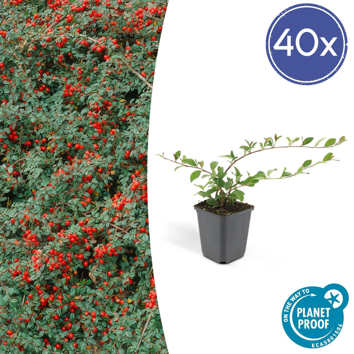 Cotoneaster Dammeri 'Major' - 25cm - Acheter une plante d'intérieur