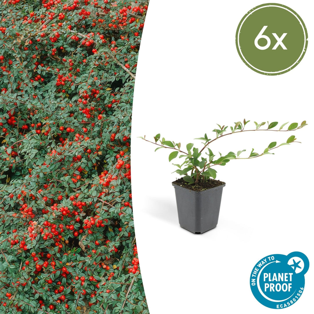 Cotoneaster Dammeri 'Major' - 25cm - Acheter une plante d'intérieur