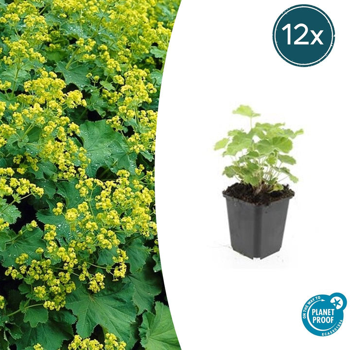 Alchemilla Mollis - 20cm - Kamerplant Kopen