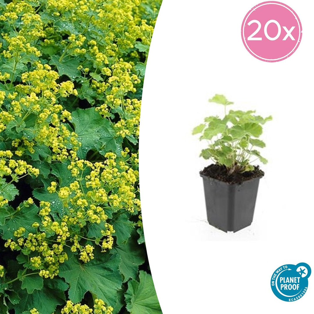 Alchemilla Mollis - 20cm - Kamerplant Kopen