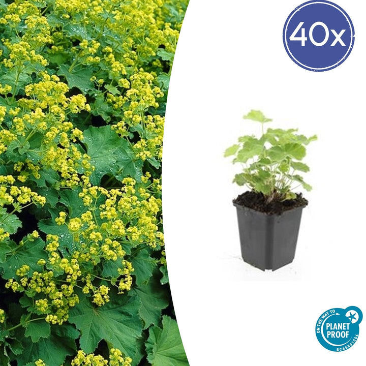 Alchemilla Mollis - 20cm - Kamerplant Kopen