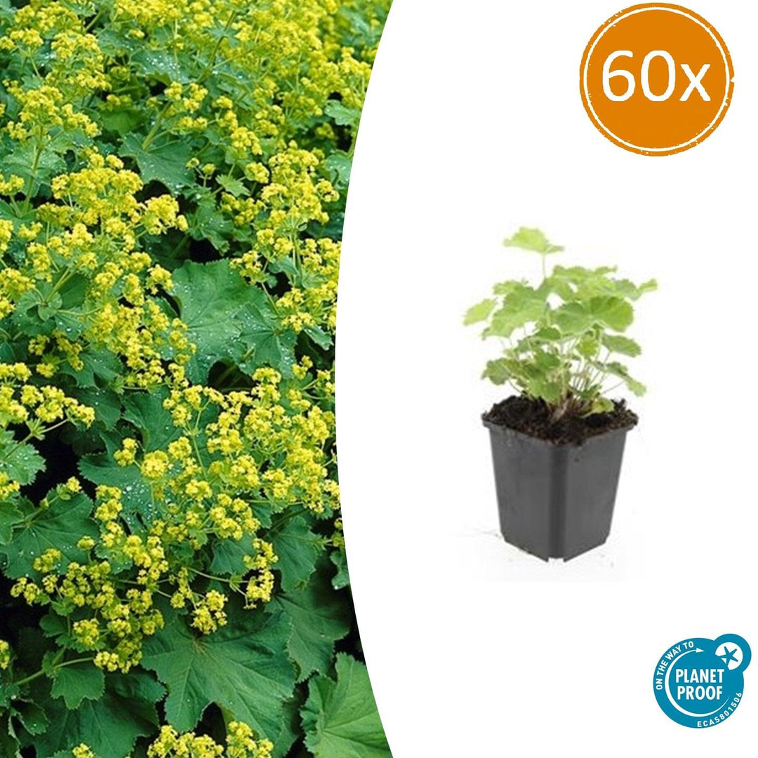 Alchemilla Mollis - 20cm - Kamerplant Kopen