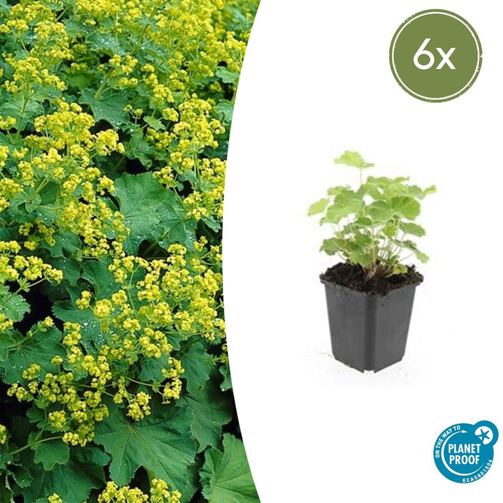 Alchemilla Mollis - 20cm - Kamerplant Kopen