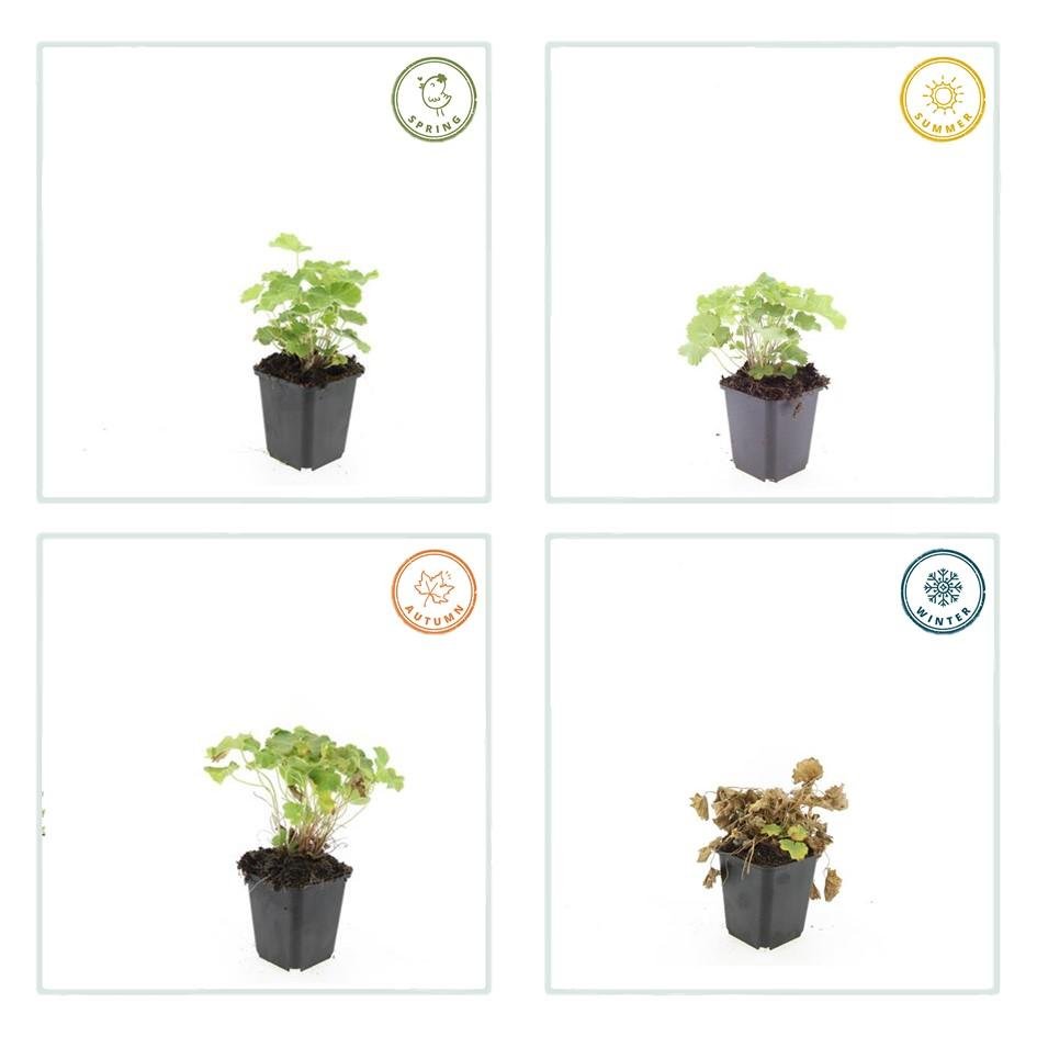 Alchemilla Mollis - 20cm - Kamerplant Kopen