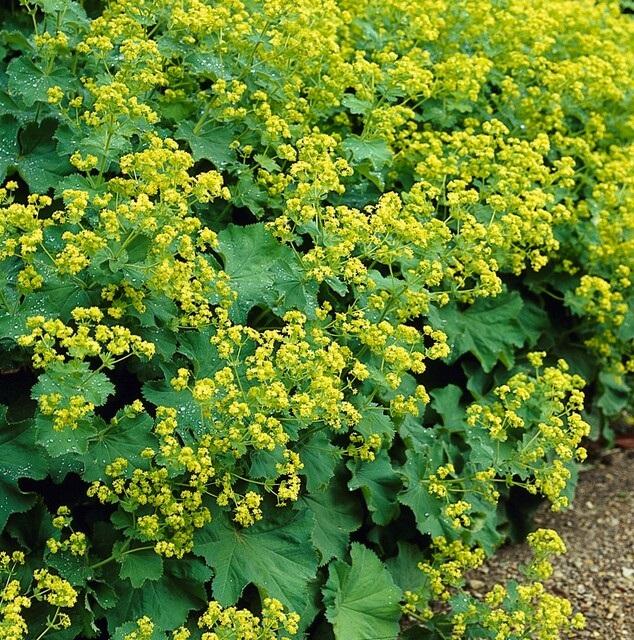 Alchemilla Mollis - 20cm - Kamerplant Kopen