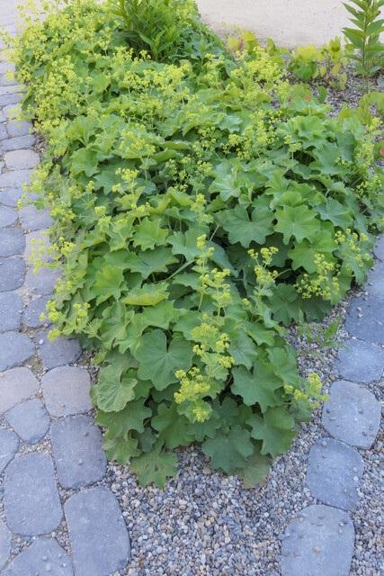 Alchemilla Mollis - 20cm - Kamerplant Kopen
