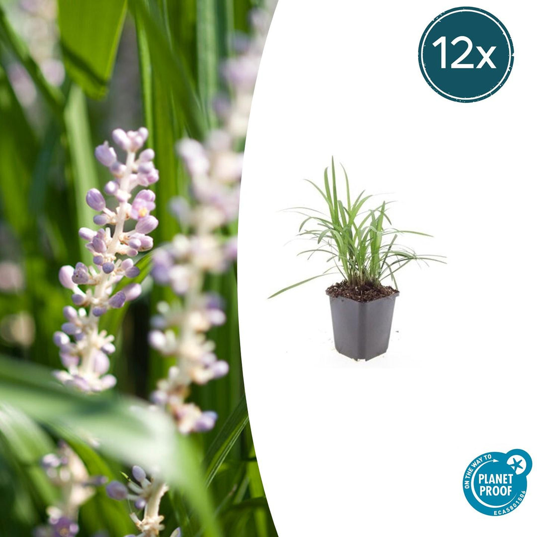 Liriope Muscari 'Moneymaker' - 20cm - Kamerplant Kopen
