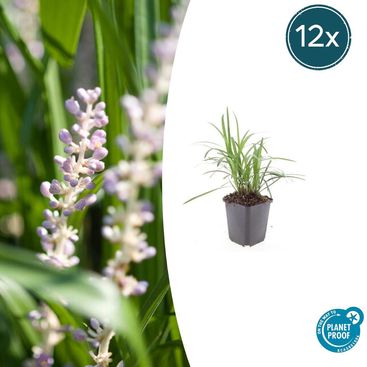 Liriope Muscari 'Moneymaker' - 20cm - Kamerplant Kopen