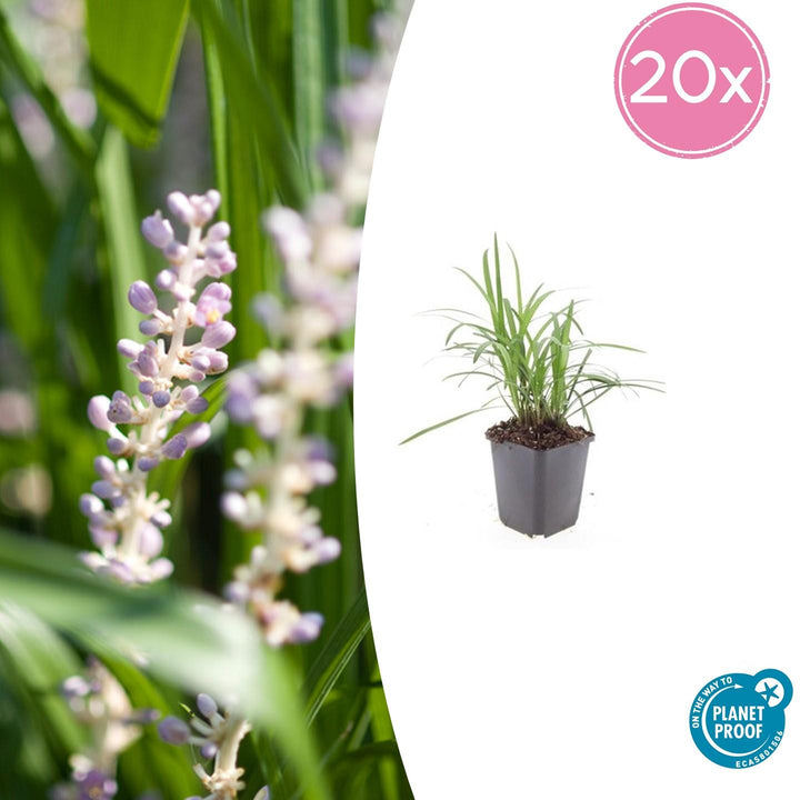 Liriope Muscari 'Moneymaker' - 20cm - Kamerplant Kopen