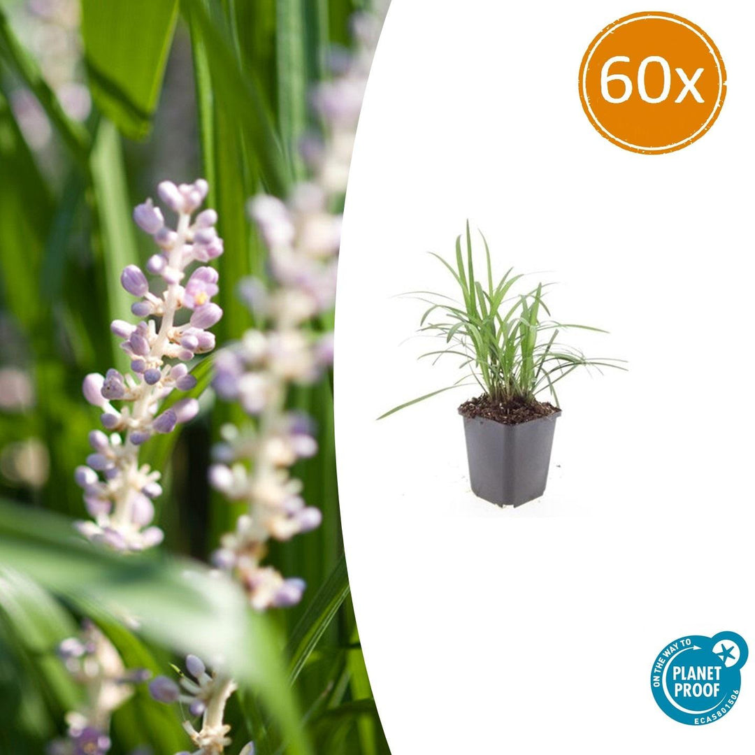 Liriope Muscari 'Moneymaker' - 20cm - Kamerplant Kopen