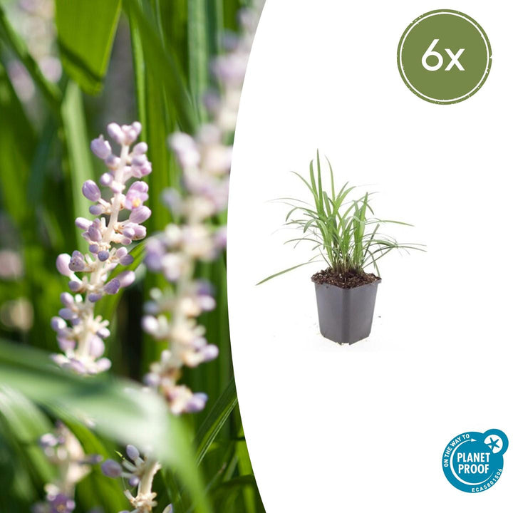 Liriope Muscari 'Moneymaker' - 20cm - Kamerplant Kopen