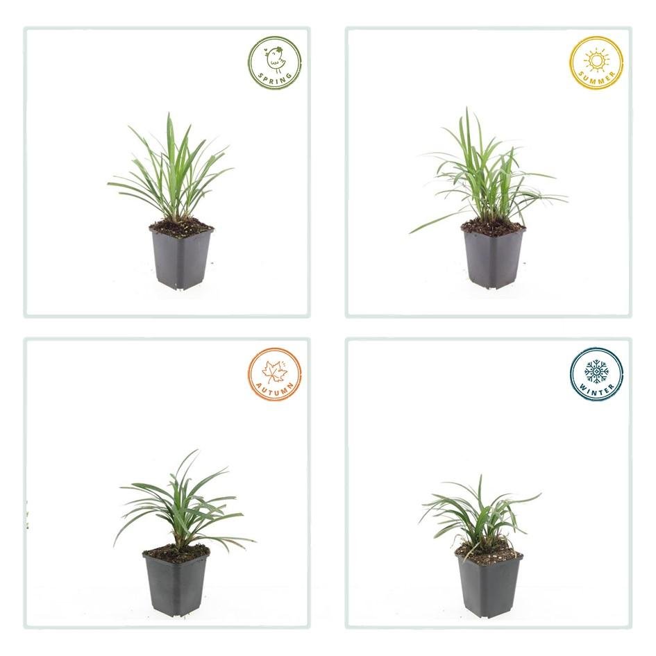 Liriope Muscari 'Moneymaker' - 20cm - Kamerplant Kopen