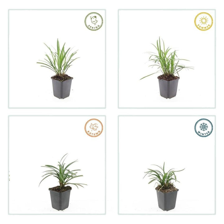 Liriope Muscari 'Moneymaker' - 20cm - Kamerplant Kopen