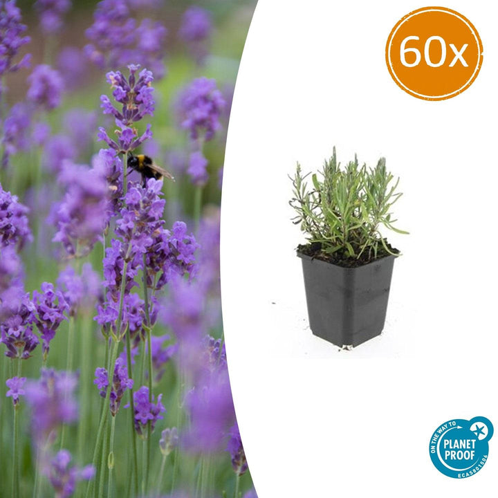 Lavandula ang 'Munstead' - 20cm - Lavendel