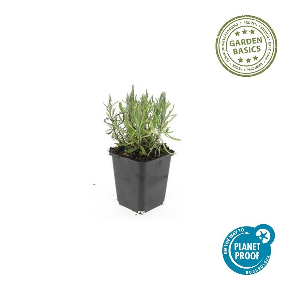Lavandula ang 'Munstead' - 20cm - Lavendel
