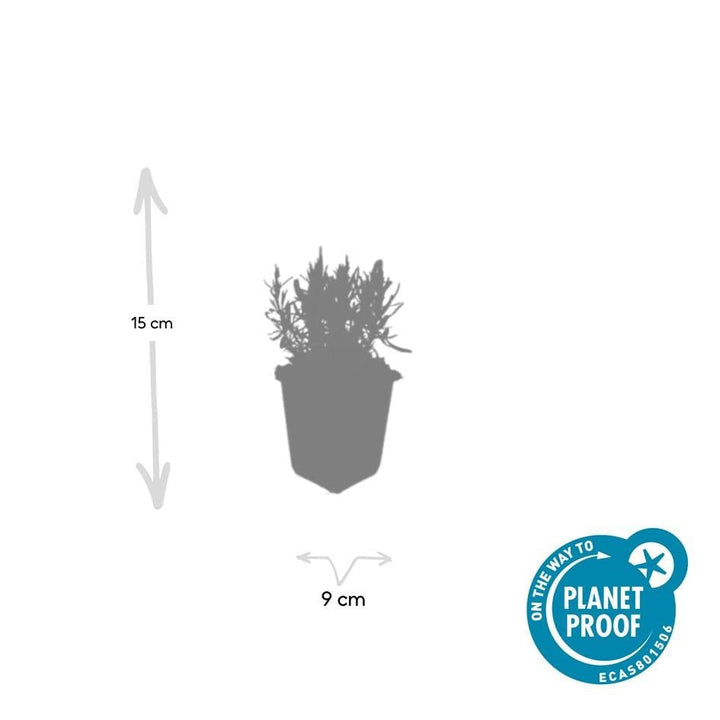 Lavandula ang 'Munstead' - 20cm - Lavendel
