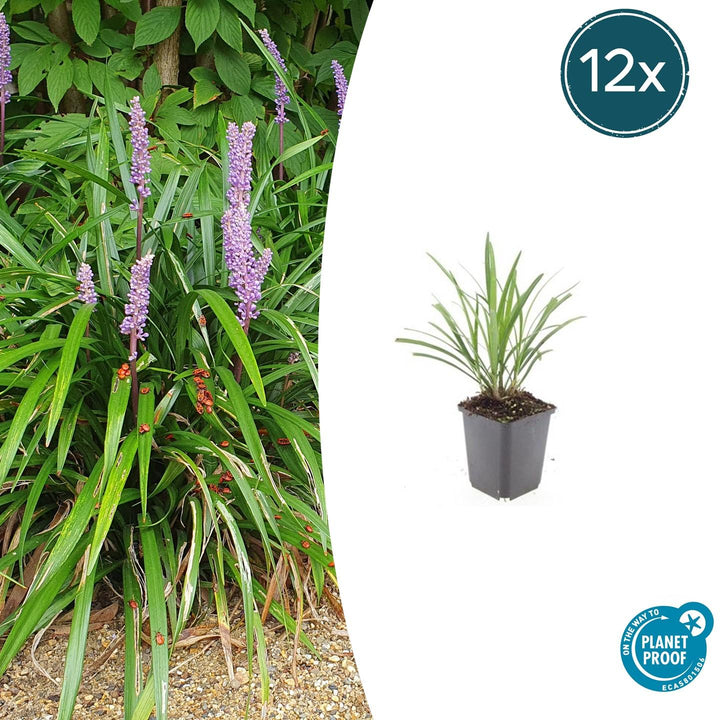 Liriope Muscari 'Ingwersen' - 20cm - Acheter une plante d'intérieur
