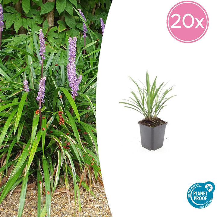 Liriope Muscari 'Ingwersen' - 20cm - Acheter une plante d'intérieur